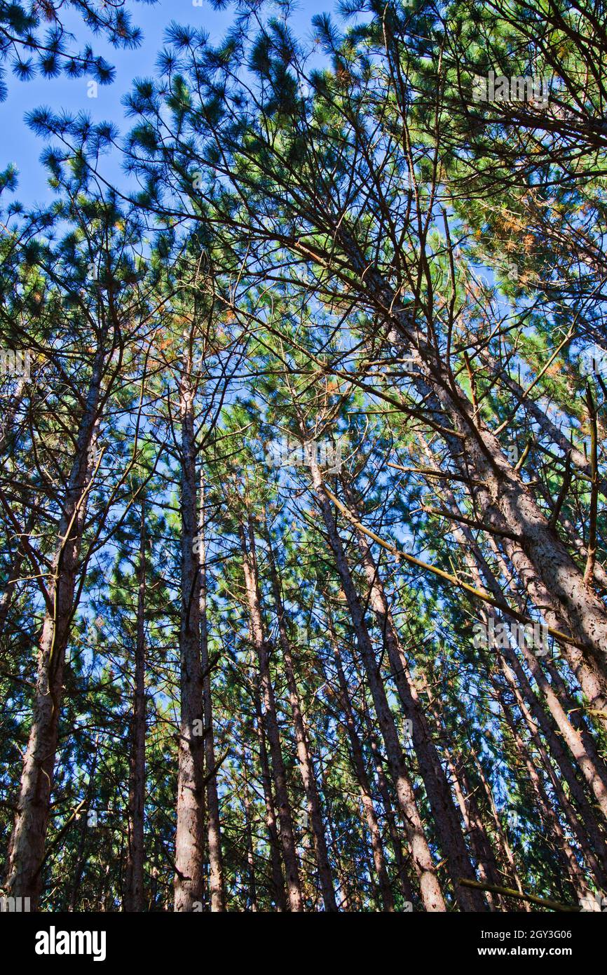 Worm's eye view of tall trees reaching towards the sky through leaves Stock Photo