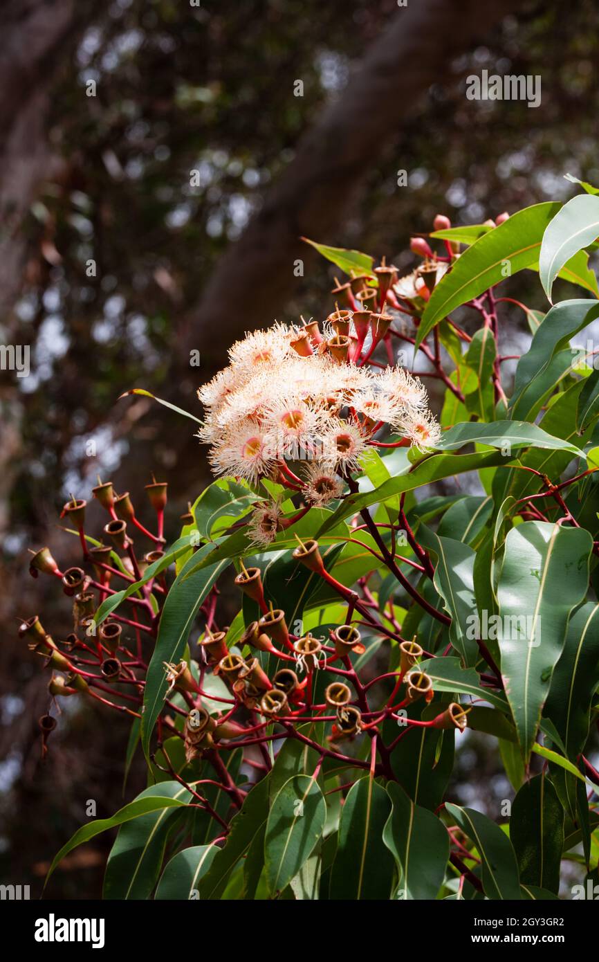 Flowering gum. Corymbia is a fairly recent genus (previously in Eucalyptus) of about 110 species of evergreen trees, generally known as “bloodwoods”, Stock Photo