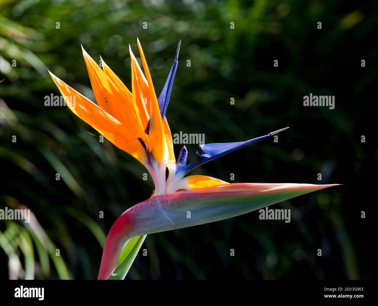 Strelitzia native to South Africa. The genus is named after Queen Charlotte of the United Kingdom. Also called the bird of paradise In South Africa it Stock Photo