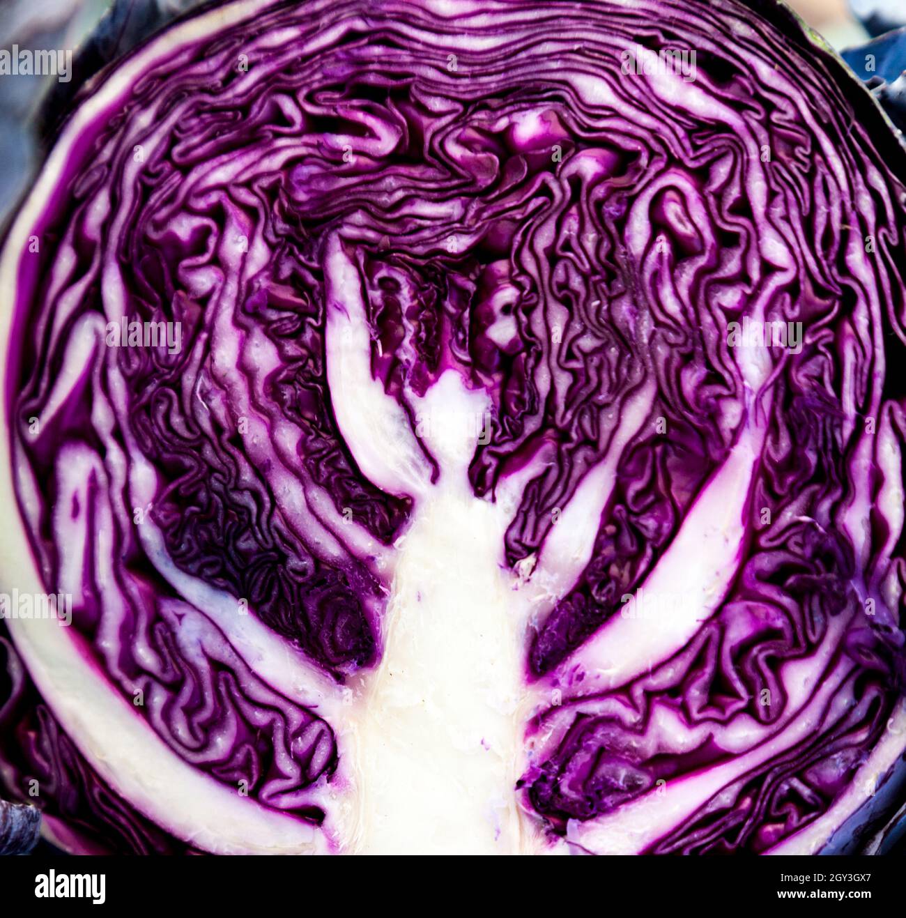 cut through a red cabbage often used in salads Stock Photo