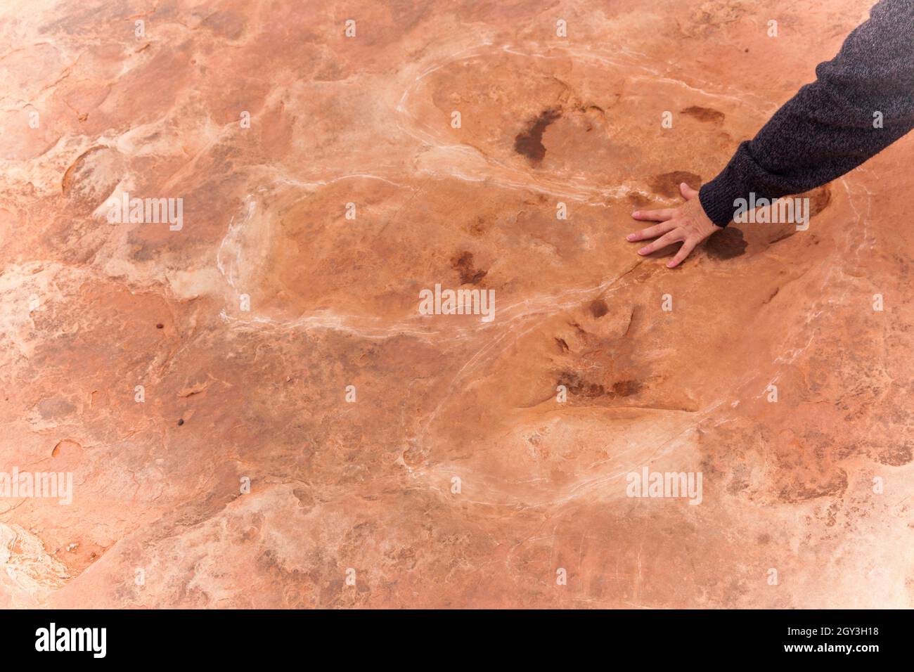 dinosaur footprints and more near Tuba usa Stock Photo