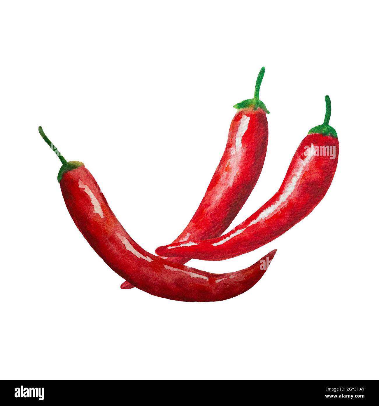 Watercolor painted red hot chili peppers isolated on white background. Design element for menu
