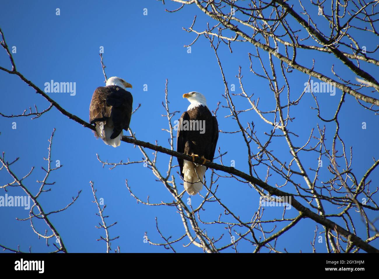Two bald eagles sitting on a tree branch with a clear blue sky in the