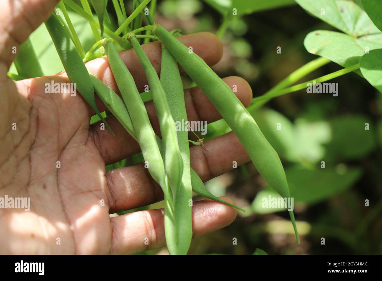 Holding a bunch of fresh and young growing beans on a plant, organic vegetable growing at home concept Stock Photo