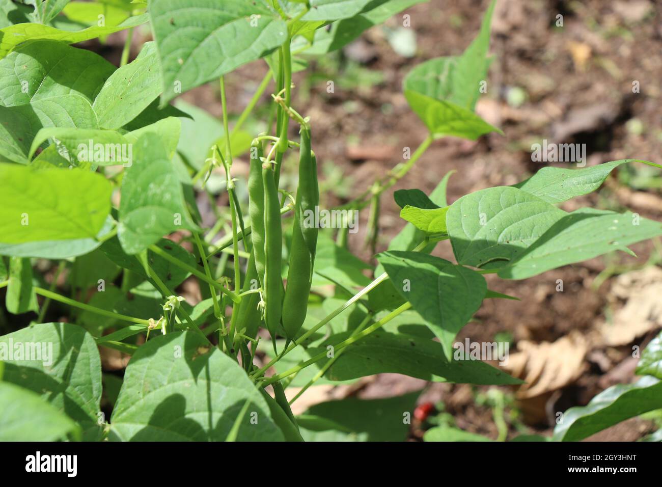 Phaseolus vulgaris or Green Beans growing in plants ready to harvest, Home garden vegetable growing concept Stock Photo