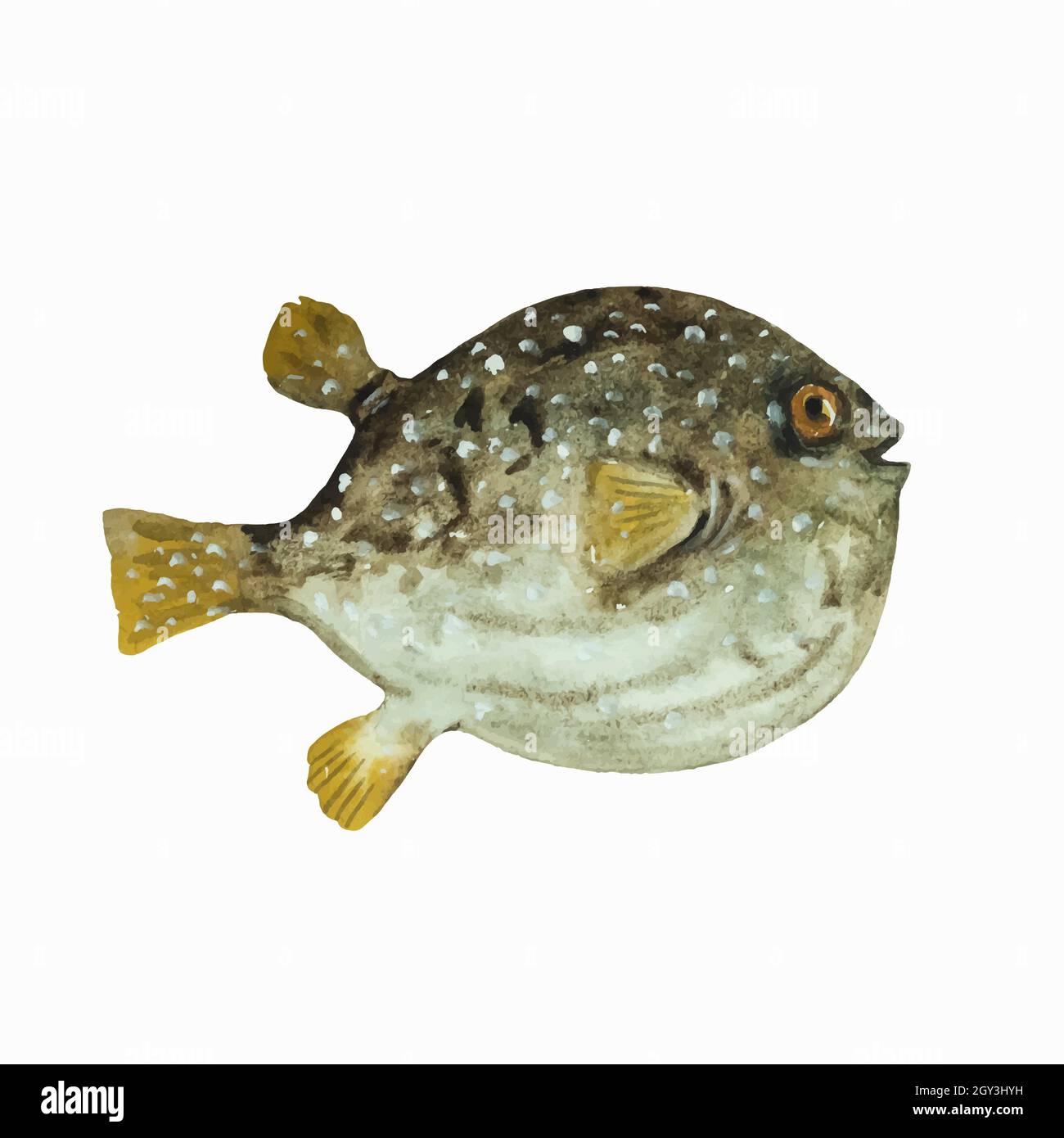 Puffer fish isolated on white background. Clip art for design, menu and  education material. Colorful realistic watercolor illustration Stock Vector  Image & Art - Alamy