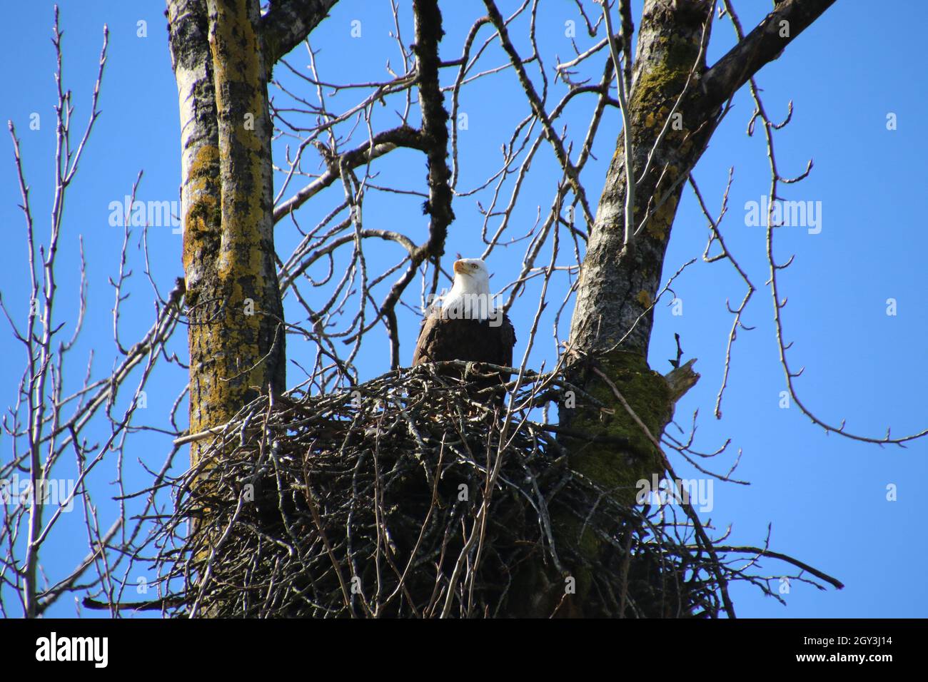 Bald eagle sitting in tree in spring hi-res stock photography and ...