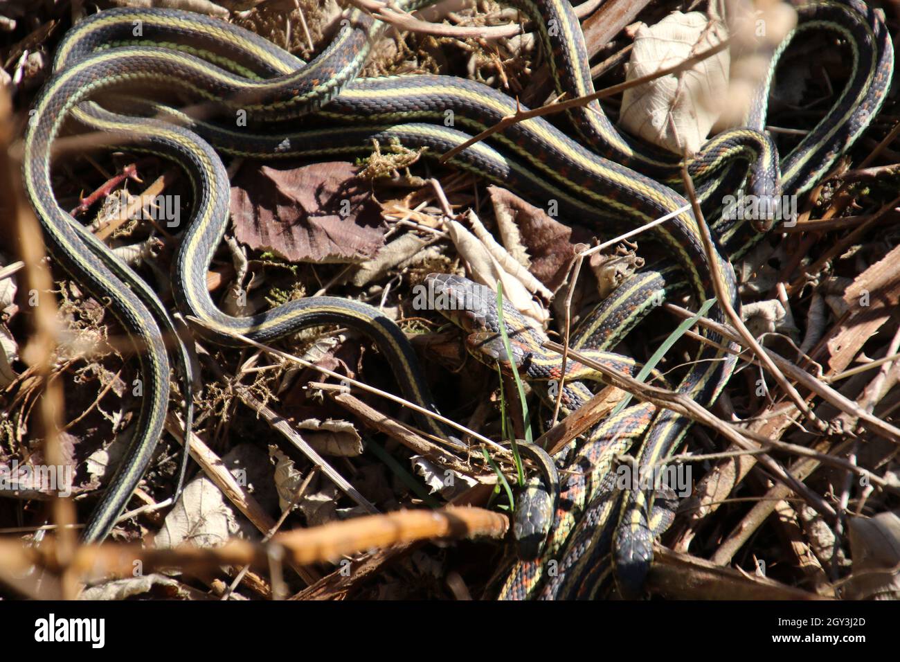 A number of garter snakes intertwined  on some dead grass and leaves Stock Photo