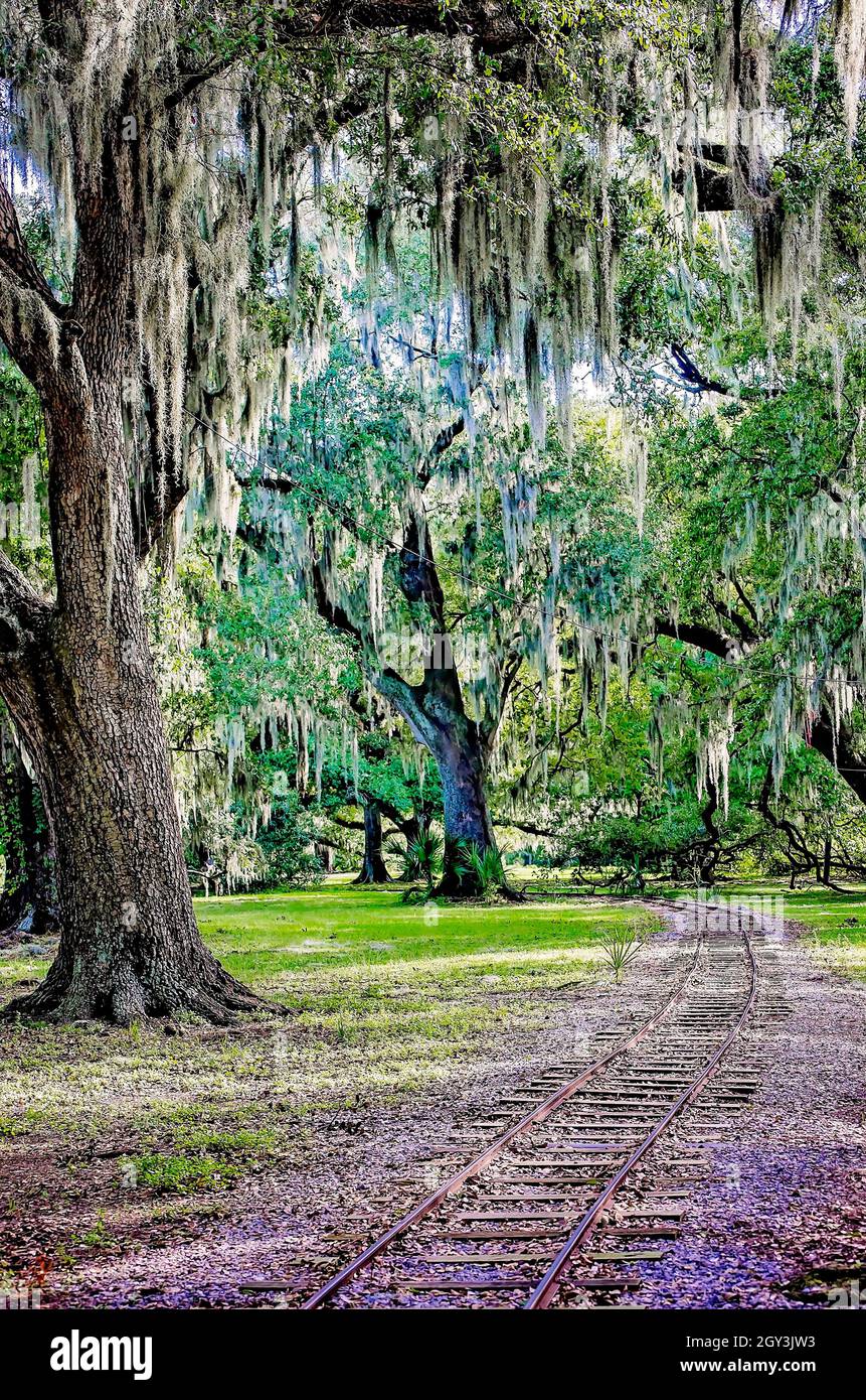 A small train track winds among moss-draped live oak trees at New Orleans City Park, Nov. 14, 2021, in New Orleans, Louisiana. Stock Photo