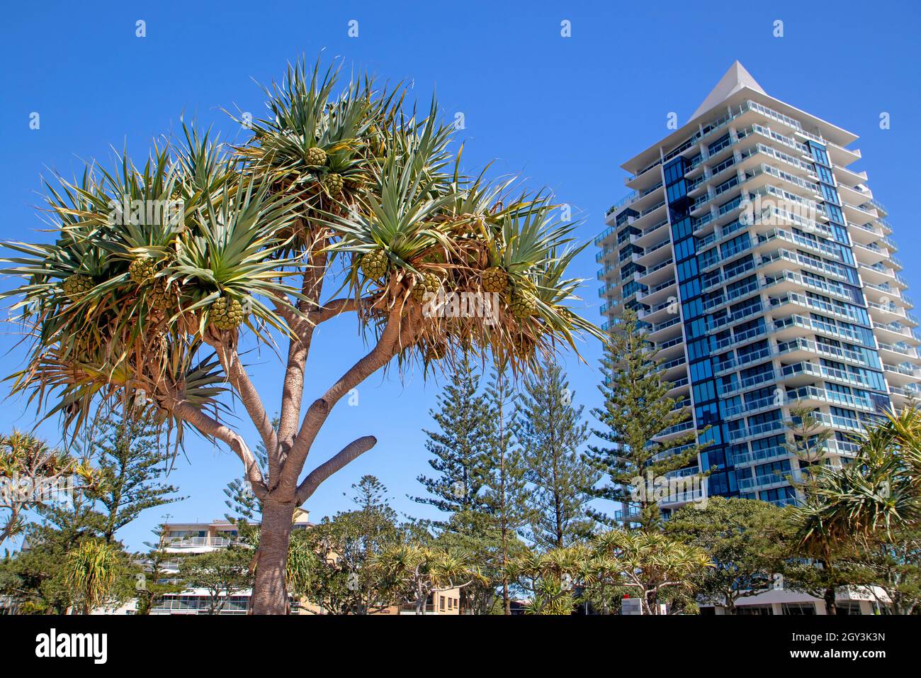 Pandanus and apartment tower in Labrador, Gold Coast Stock Photo Alamy