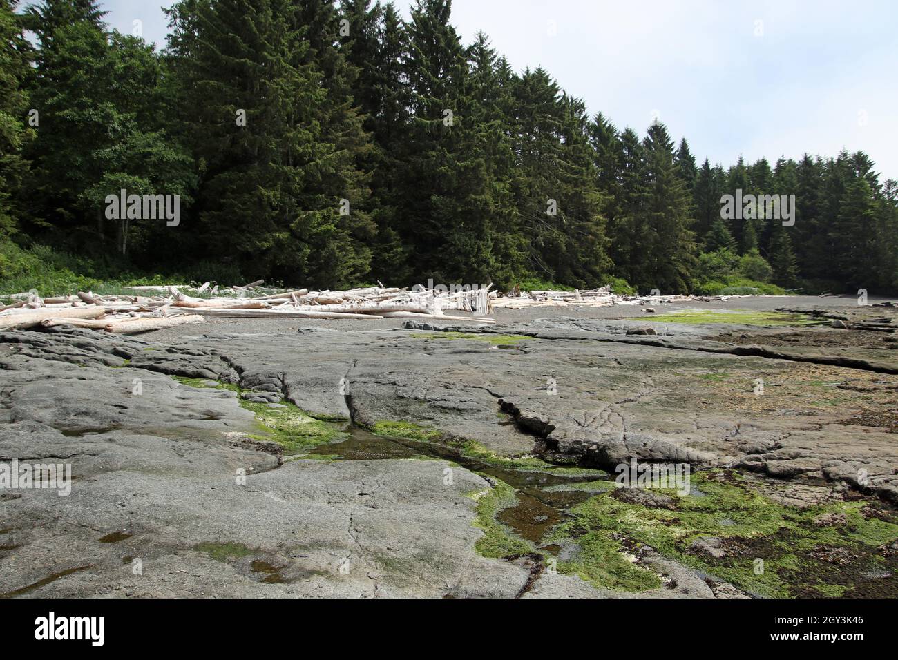 A flat rock plain with an evergreen forest in the background bordered ...
