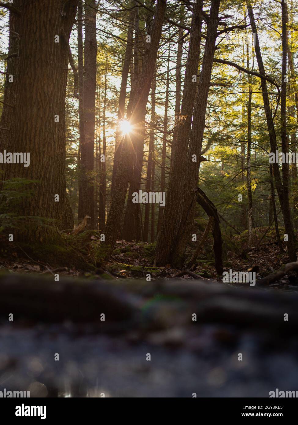 Vertical shot of tall trees in the forest with sun seen through the ...