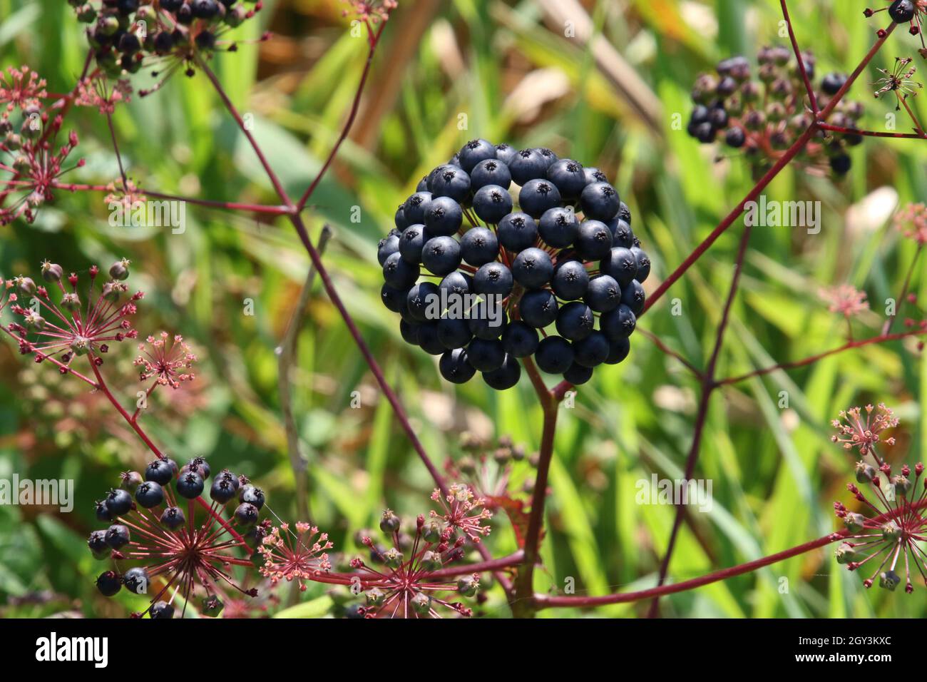 A black seed head on the top of a stalk with green leaves and grass out of focus in the background. Stock Photo
