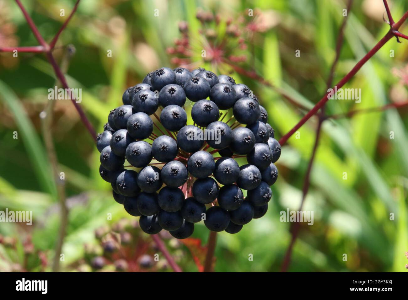 A close up of a flower head which has gone to fruit. Stock Photo