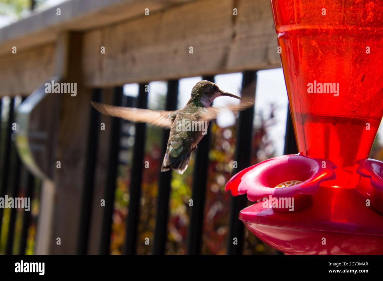 An Anna's hummingbird hovering in front of a red plastic feeder Stock Photo