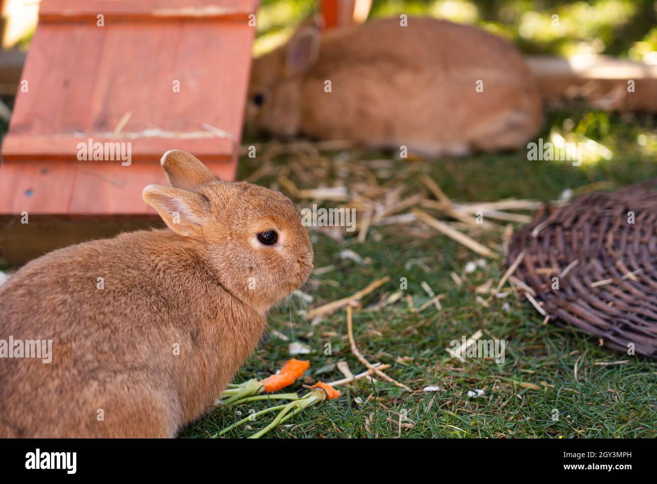 Two dwarf rabbits in rabbit hutch on a meadow Stock Photo Alamy