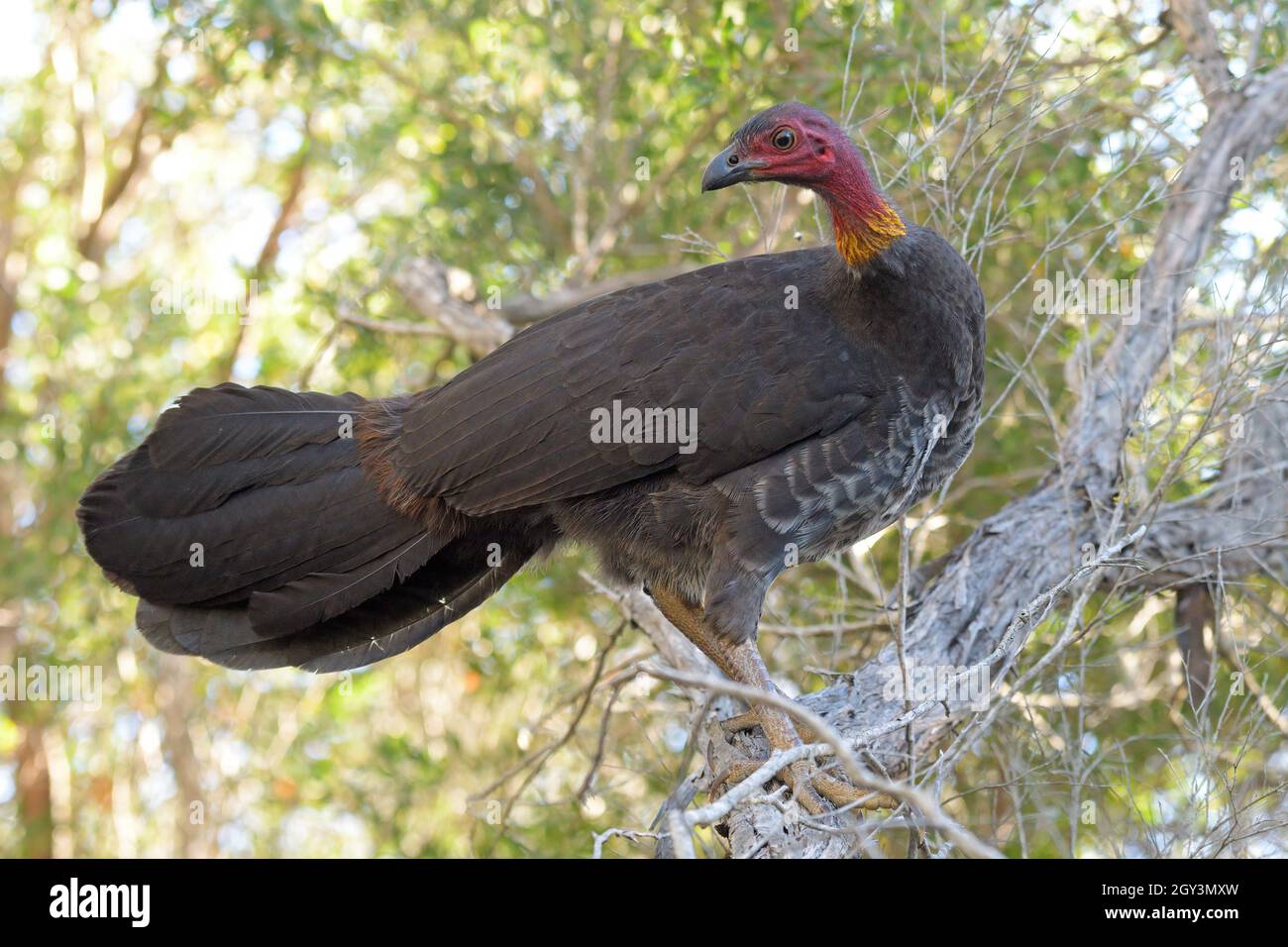 Australian Brushturkey standing in a tree one of three megapode bird