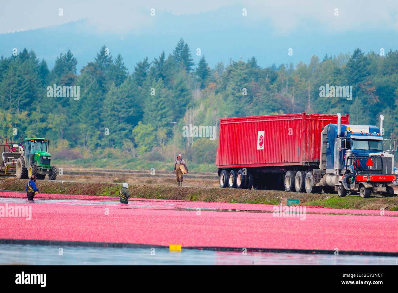 Cranberry harvest time in Pitt Meadows, B. C., Canada. October 2021