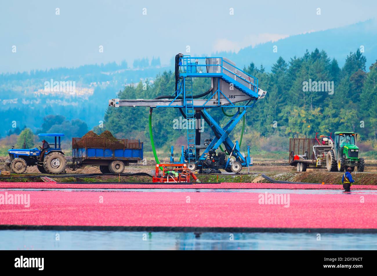 Cranberry harvest in Pitt Meadows, B. C., Canada. October 2021 Stock Photo