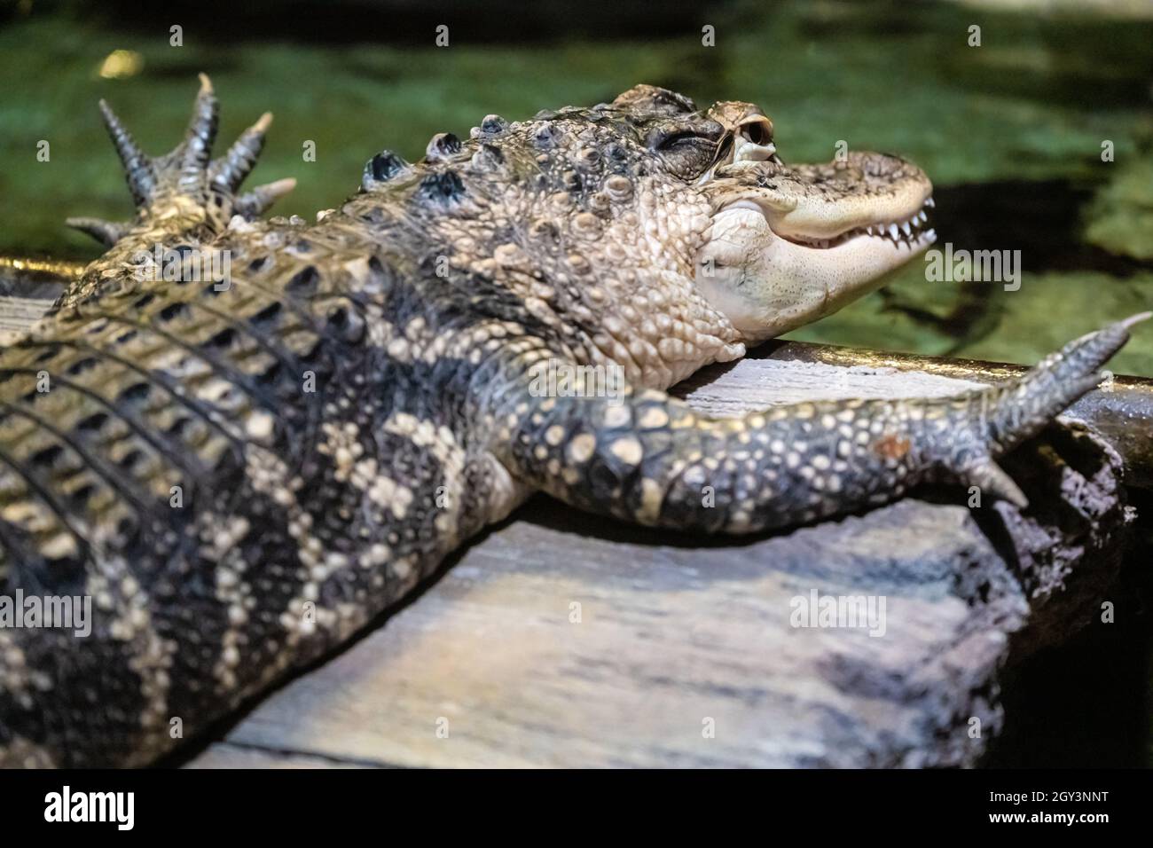 American alligator (Alligator mississippiensis) spreading its claws at the Georgia Aquarium in downtown Atlanta, Georgia. (USA) Stock Photo