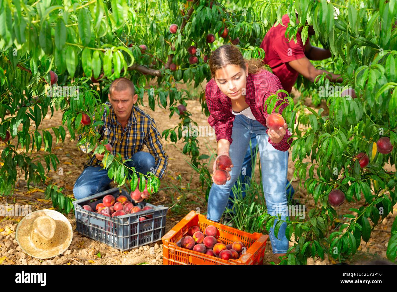 Woman farmer picks ripe peaches in the garden. Harvesting peaches in orchard Stock Photo