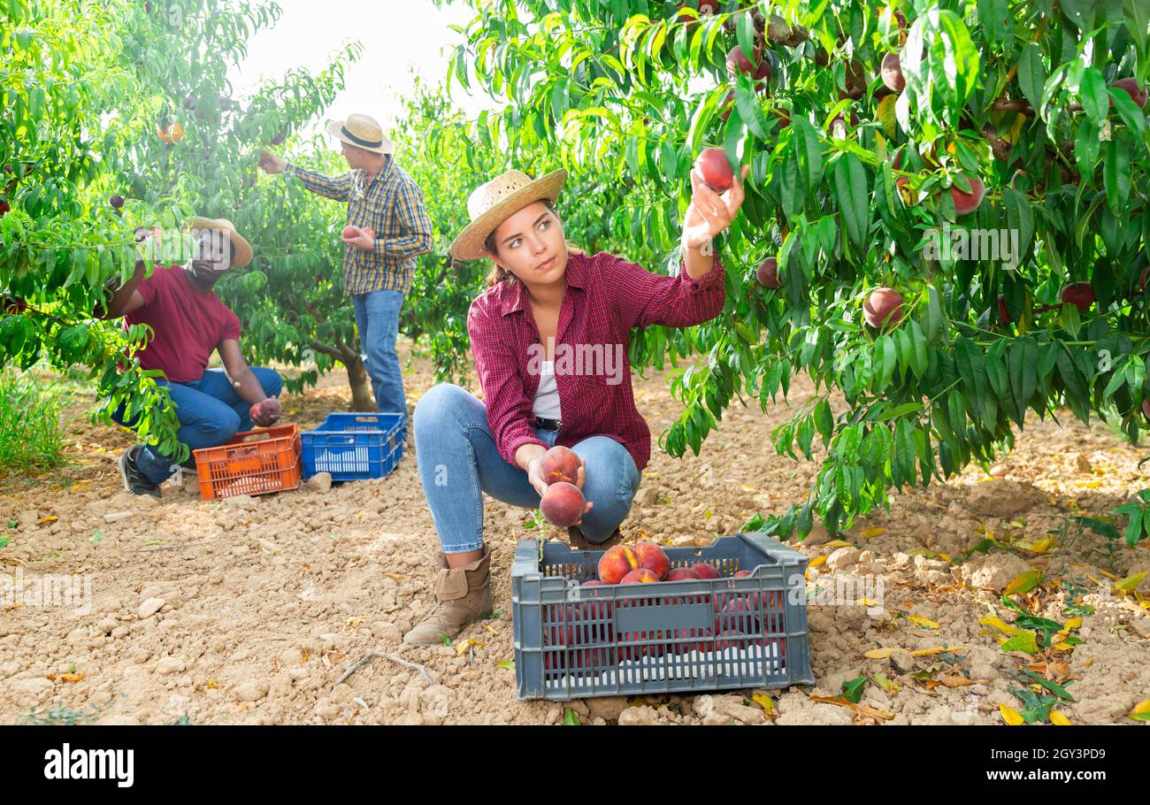 Woman farmer picks ripe peaches in the garden. Harvesting peaches in orchard Stock Photo