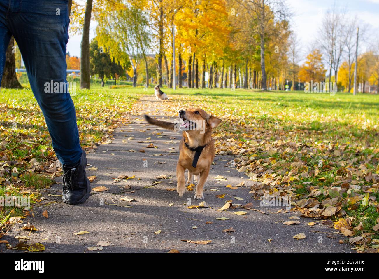 Man walking with dog in autumn park in sunlight Stock Photo - Alamy