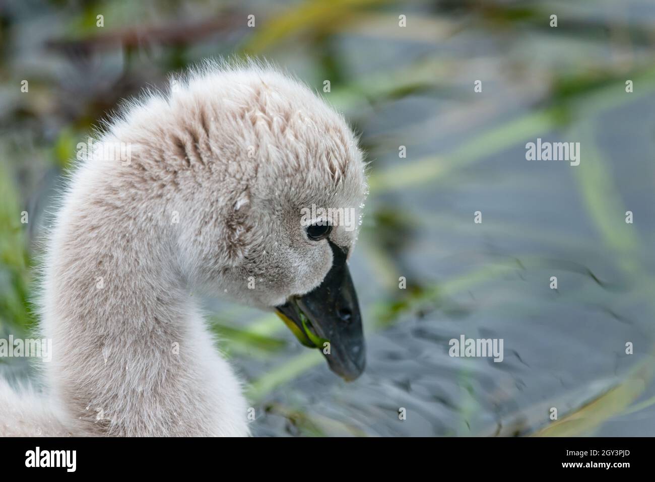 Close-up image of cute black swan cygnet swimming in the water Stock Photo