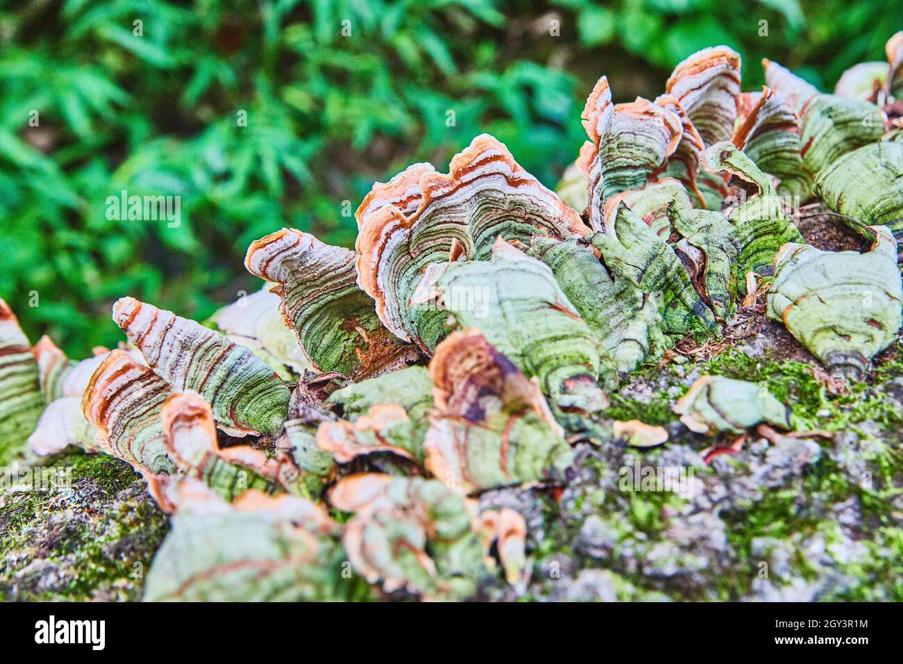 Detail of shelf fungus growing on tree trunk Stock Photo