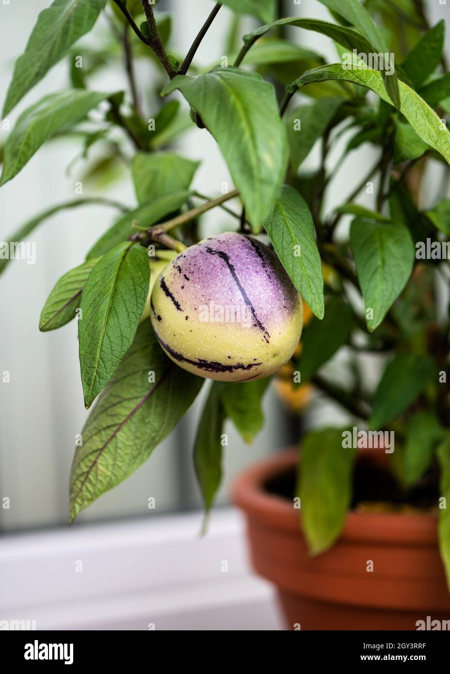 Organic stripped purple eggplants with edible fruits of Aubergine plant growing in a flower pot