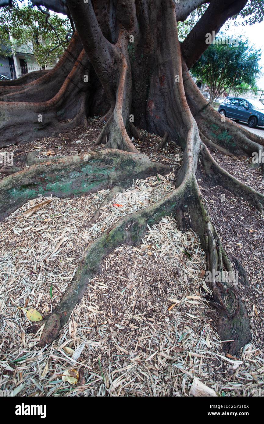 gnarly roots of an old fig tree Australia Stock Photo