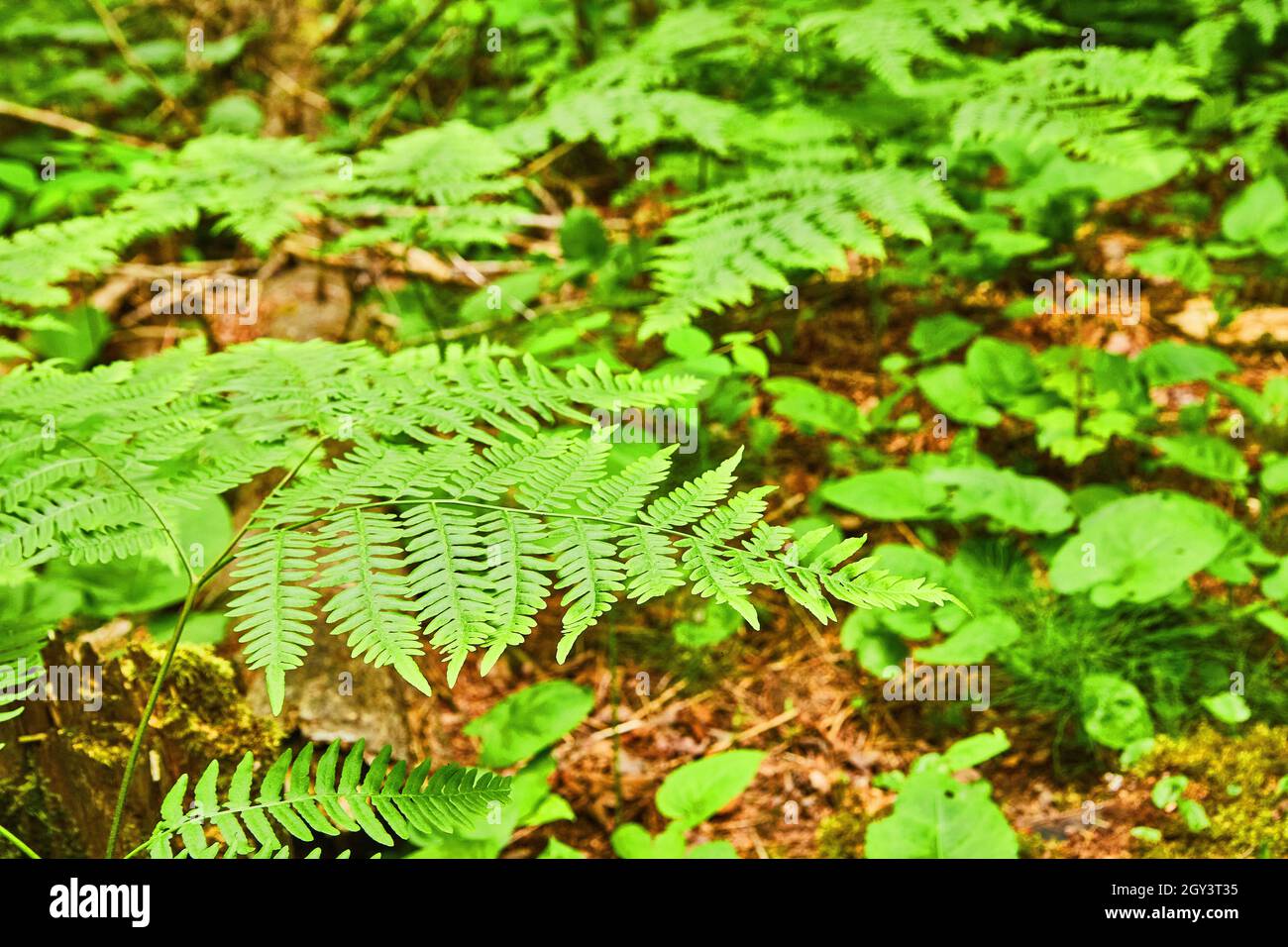Green fern fresh leaves pattern hi-res stock photography and images - Alamy