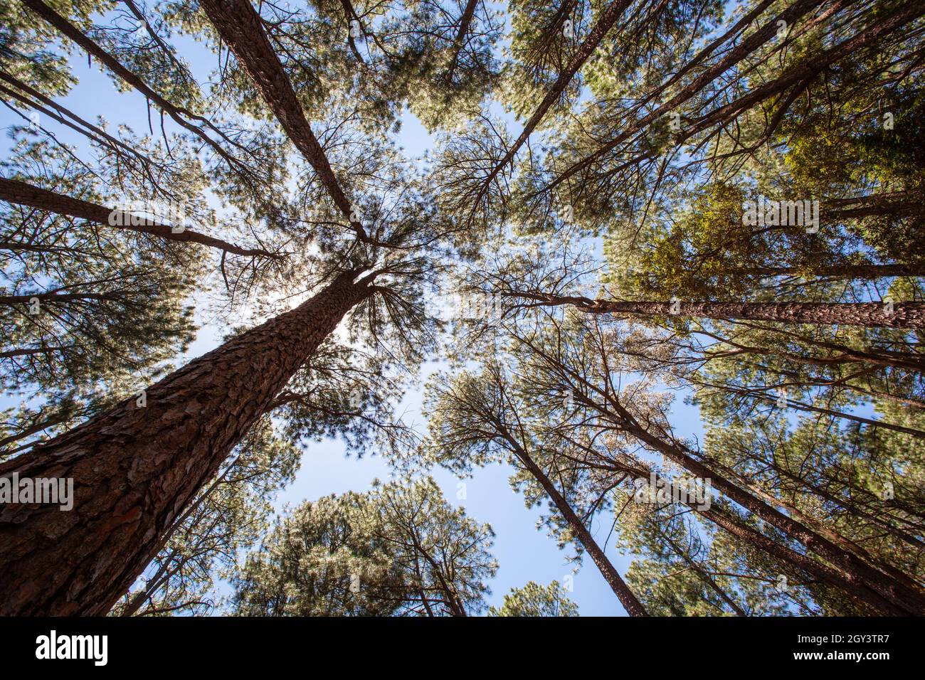 very tall gum trees in Australia looking up Stock Photo