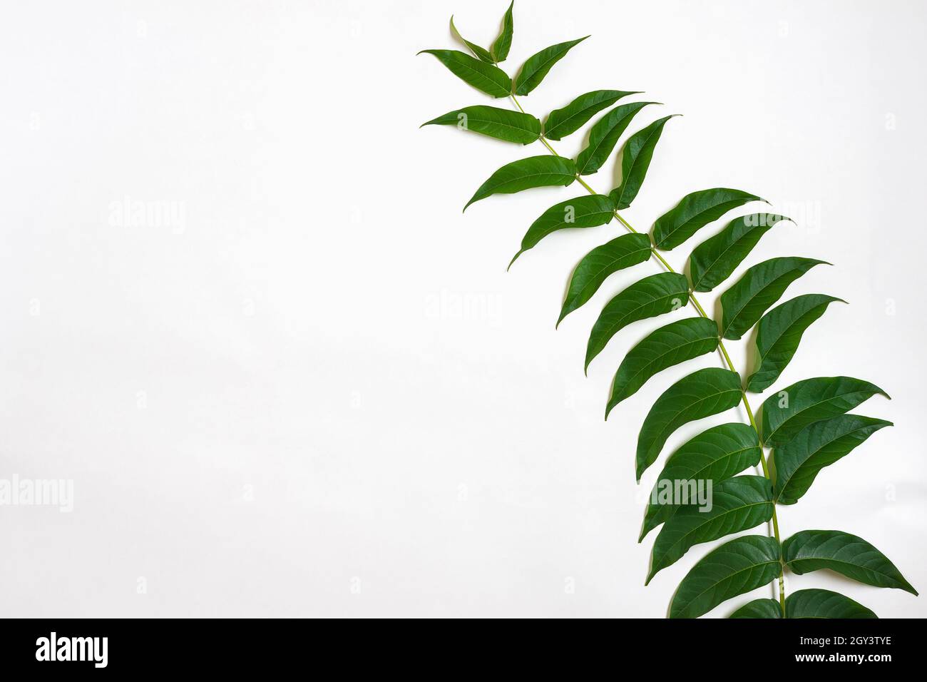 Green leaf branches on white background. flat lay, top view Stock Photo ...