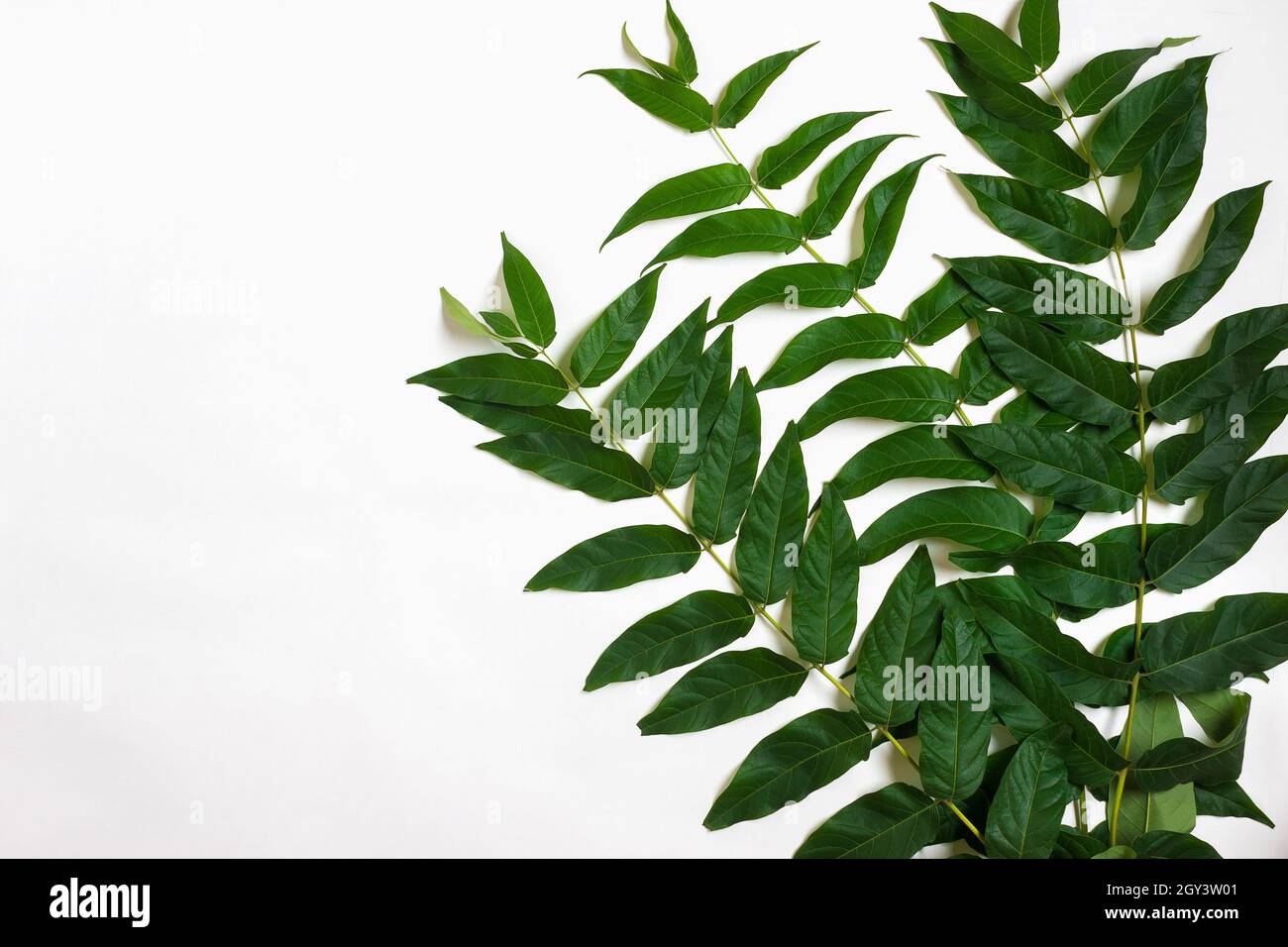 Green leaf branches on white background. flat lay, top view Stock Photo ...