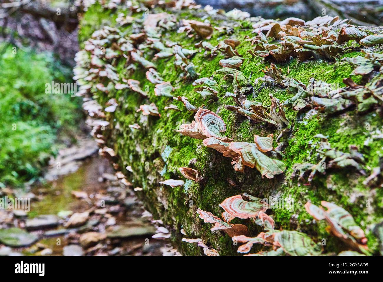 Fallen tree trunk covered in moss and shelf fungus Stock Photo