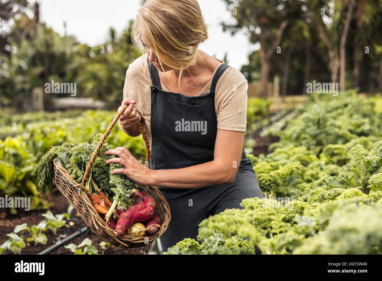 Picking fresh vegetable produce. Young female gardener gathering fresh kale into a basket in a vegetable garden. Self-sufficient young woman harvestin Stock Photo