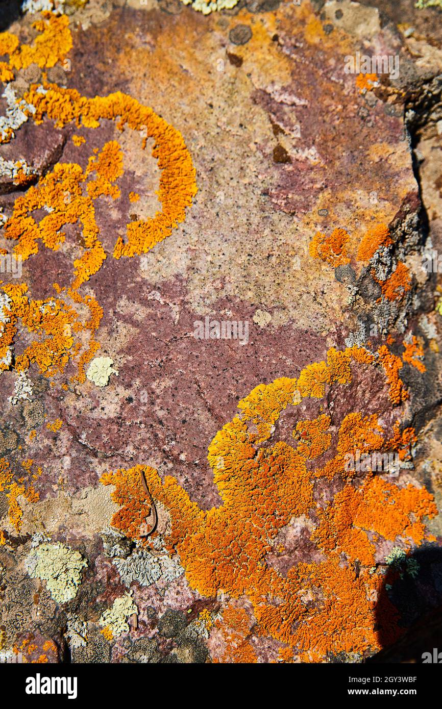 Texture detail of stone surface with vibrant orange lichen Stock Photo ...