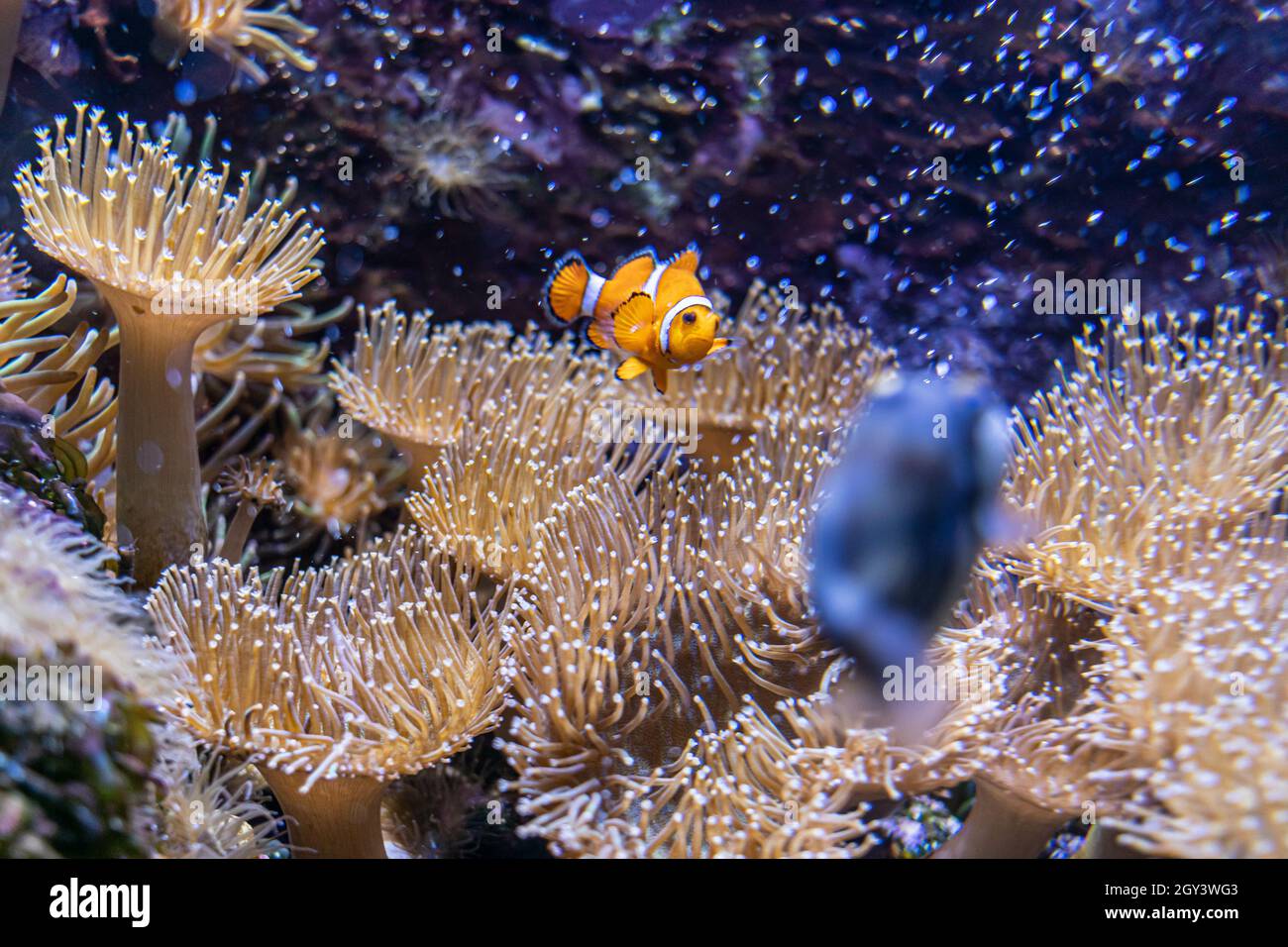 Finding nemo hi-res stock photography and images - Alamy