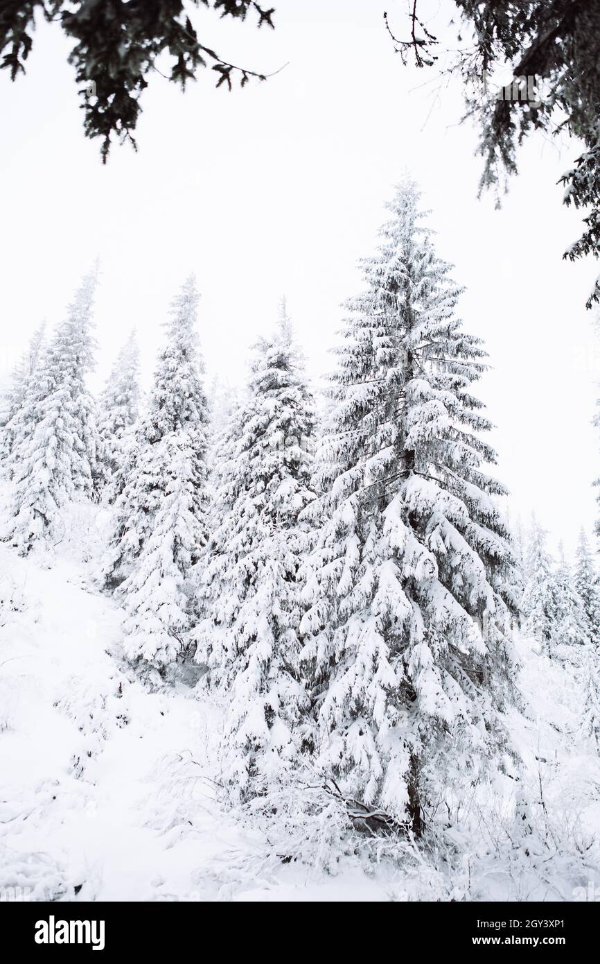 Snowed Tree view of snowed pine tree close up copy space Stock Photo - Alamy