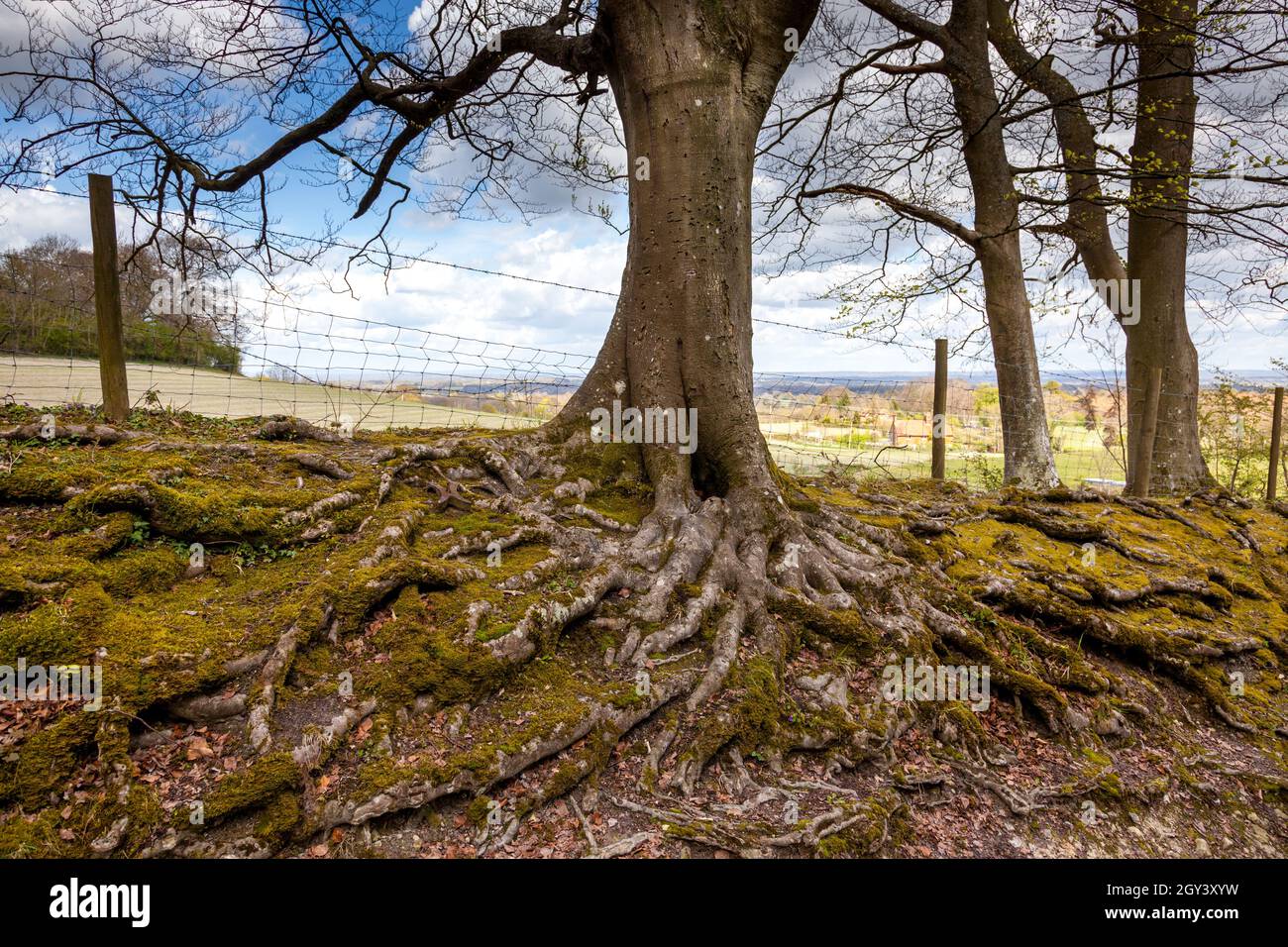 gnarly old tree in  Briatain Stock Photo