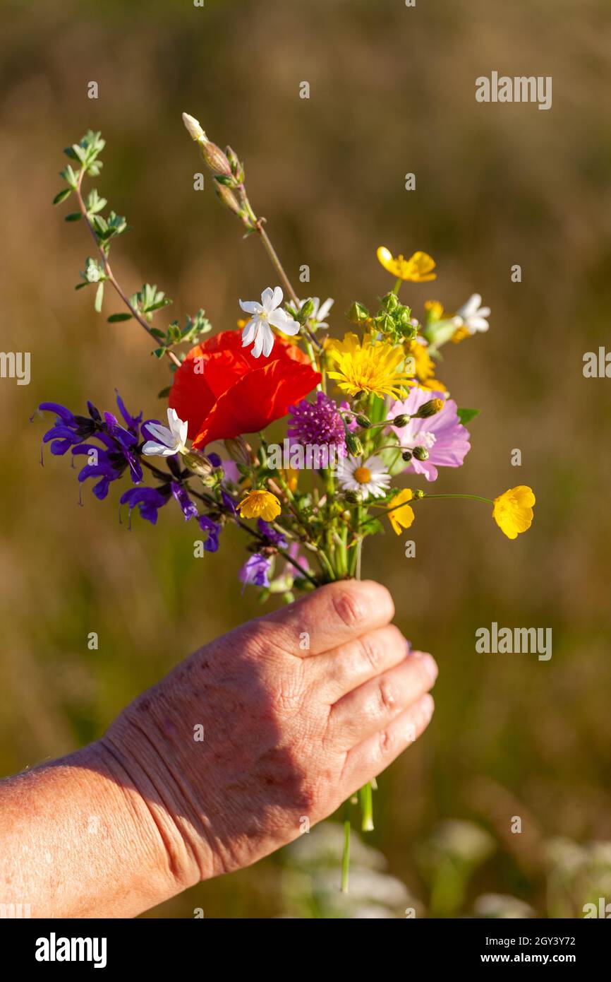 bunch of frenc wildflowers Stock Photo