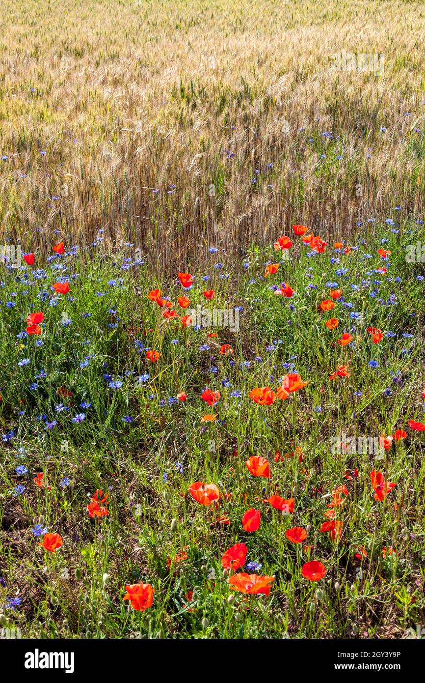 scene in France Dorgone fileds of flowers and hay Stock Photo