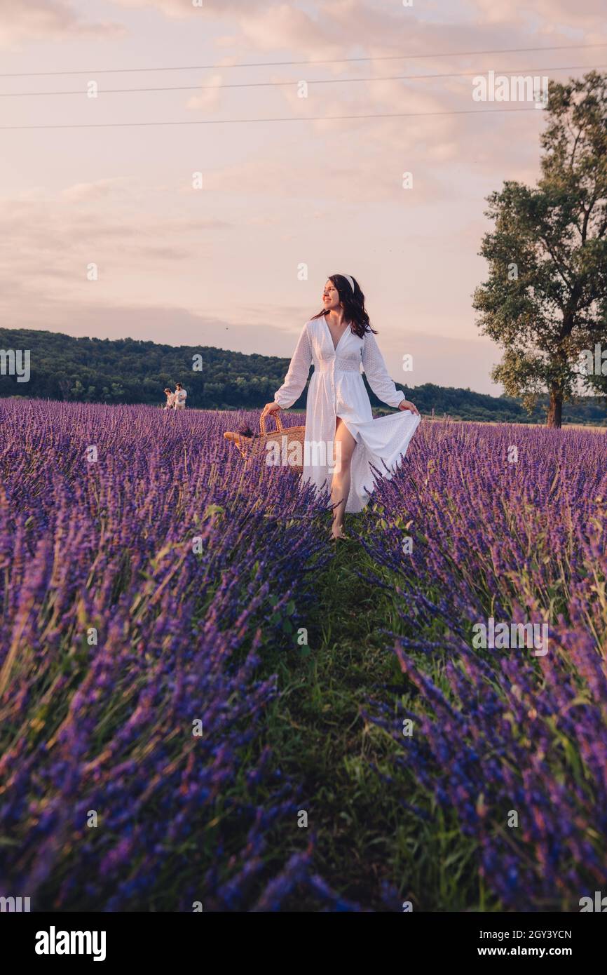 gorgeous woman in white dress at lavender field sunset time Stock Photo ...