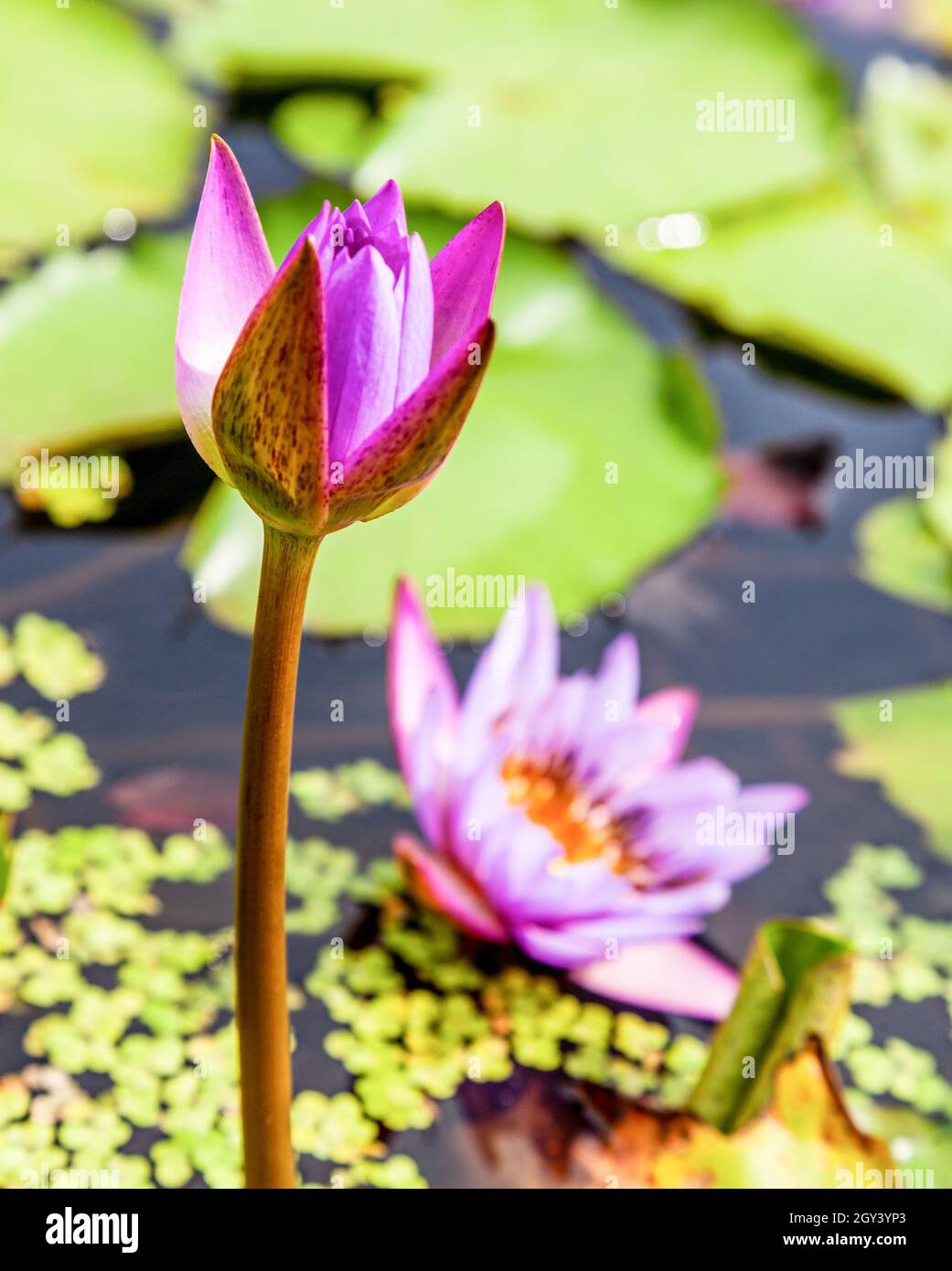 The Nymphaeaceae are aquatic, rhizomatous herbs .Members of this family are commonly called water lilies Stock Photo
