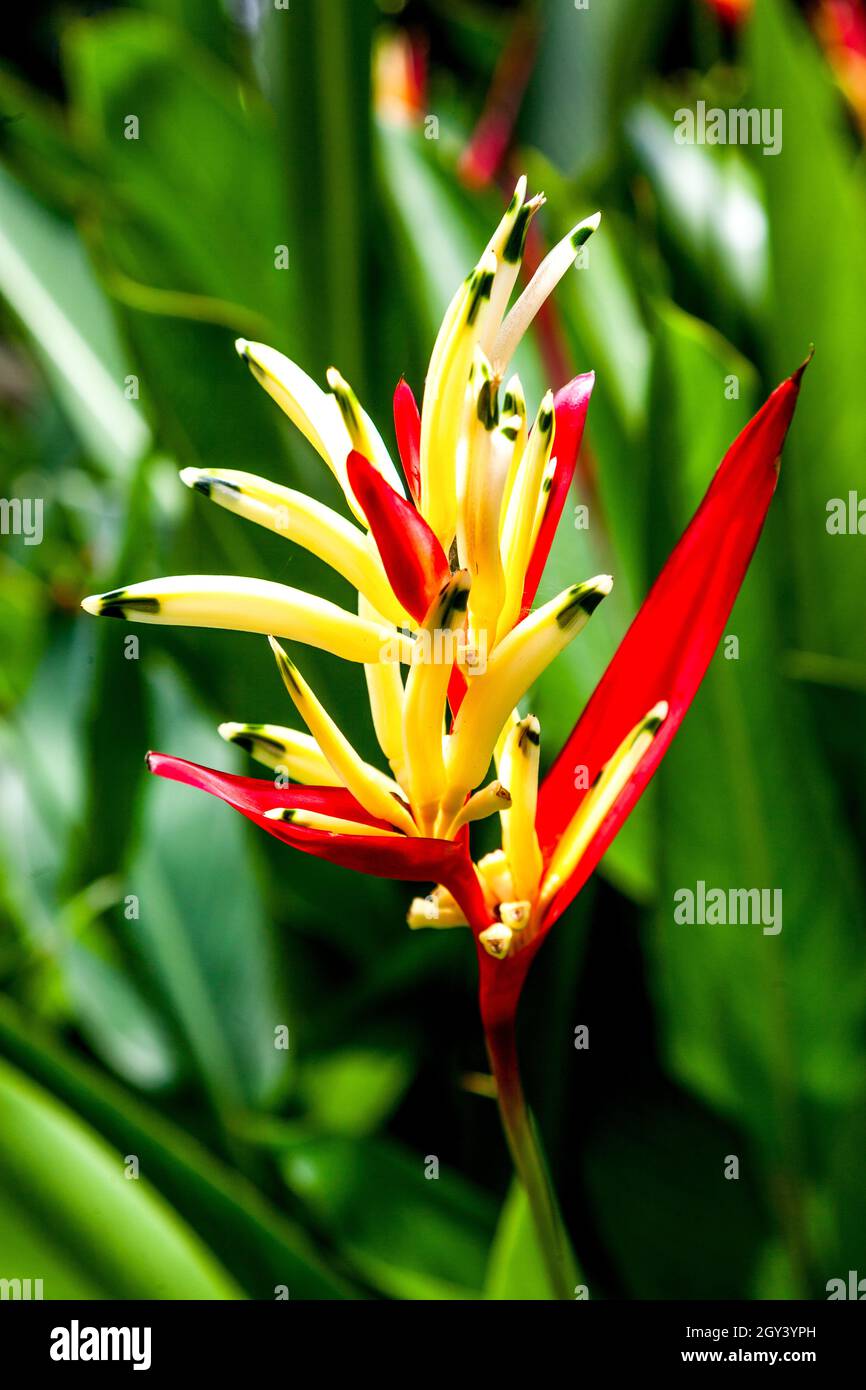 Heliconia psittacorum (parrot's beak, parakeet flower, parrot's flower, parrot's plantain, false bird-of-paradise) is a perennial herb native to the C Stock Photo