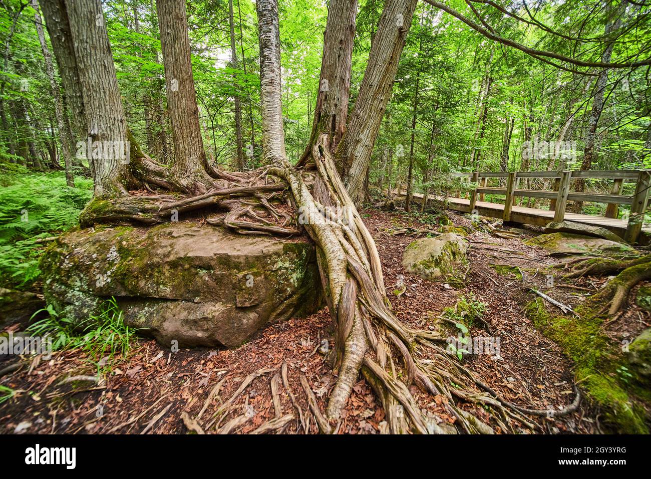 Large trees growing on top of boulder with extended roots above ground ...