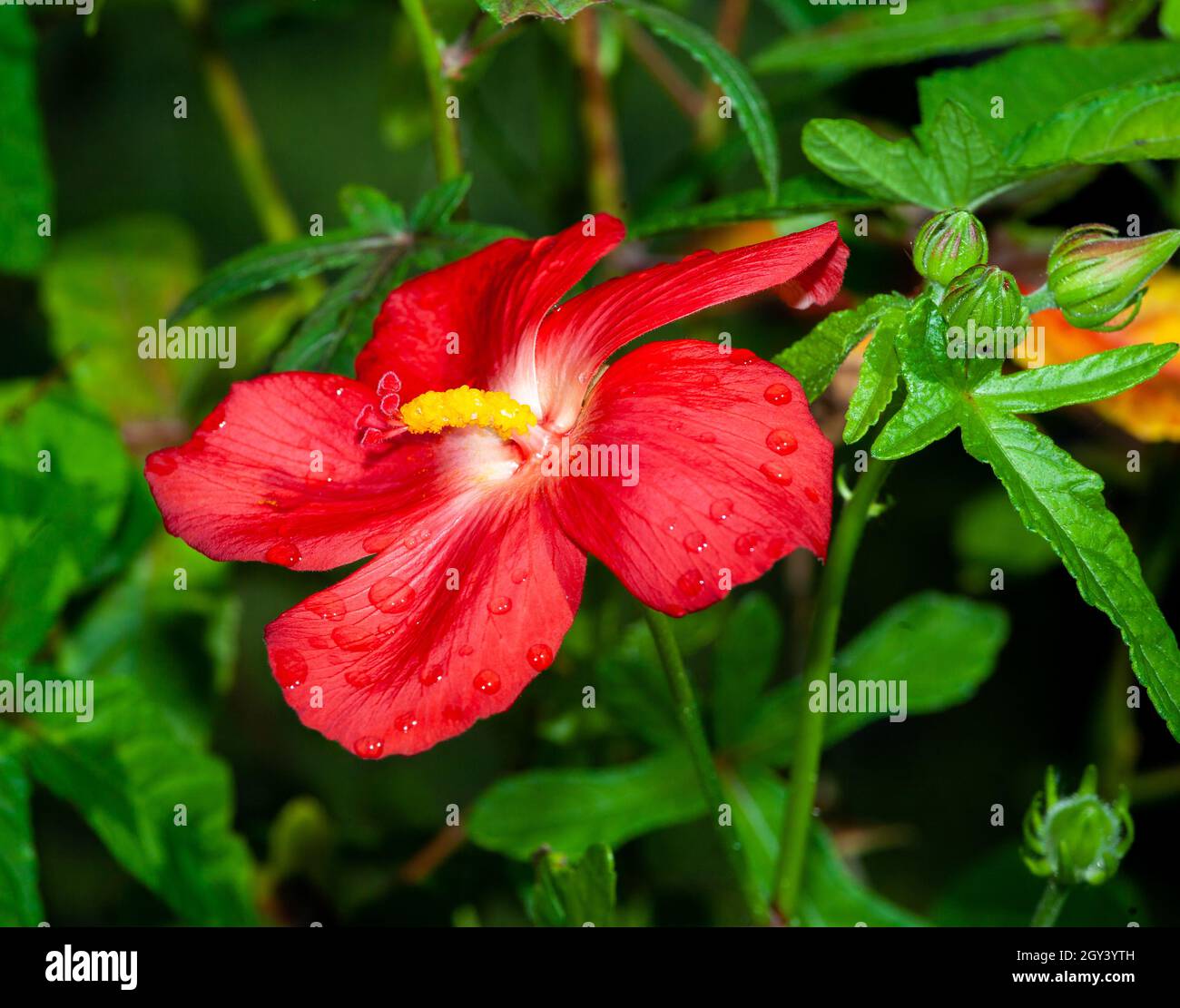 beautiful red hibiscus Stock Photo