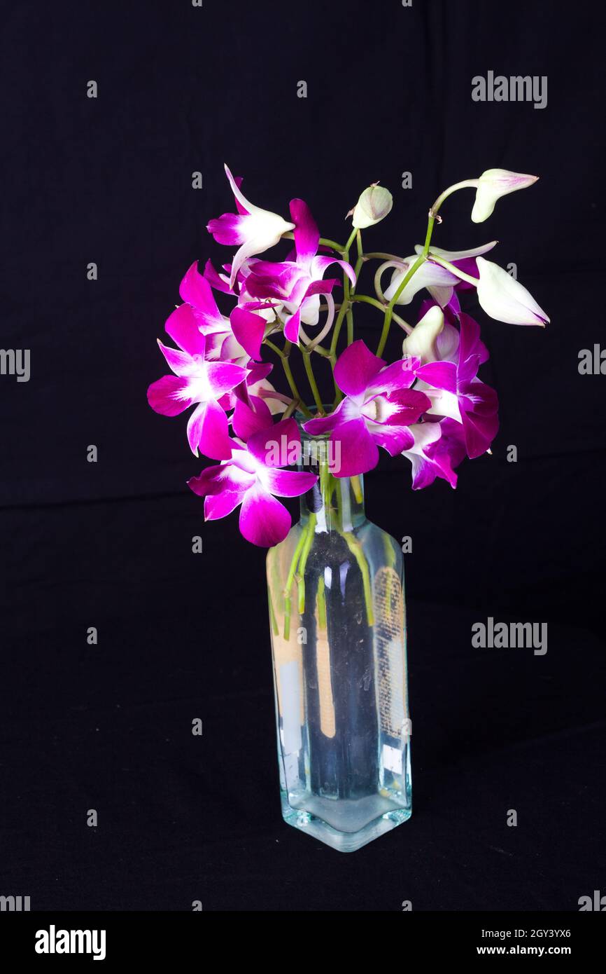 Dendrobiums or dendrobium orchids are one of the most popular orchid types among home growers and orchid enthusiasts. Stock Photo