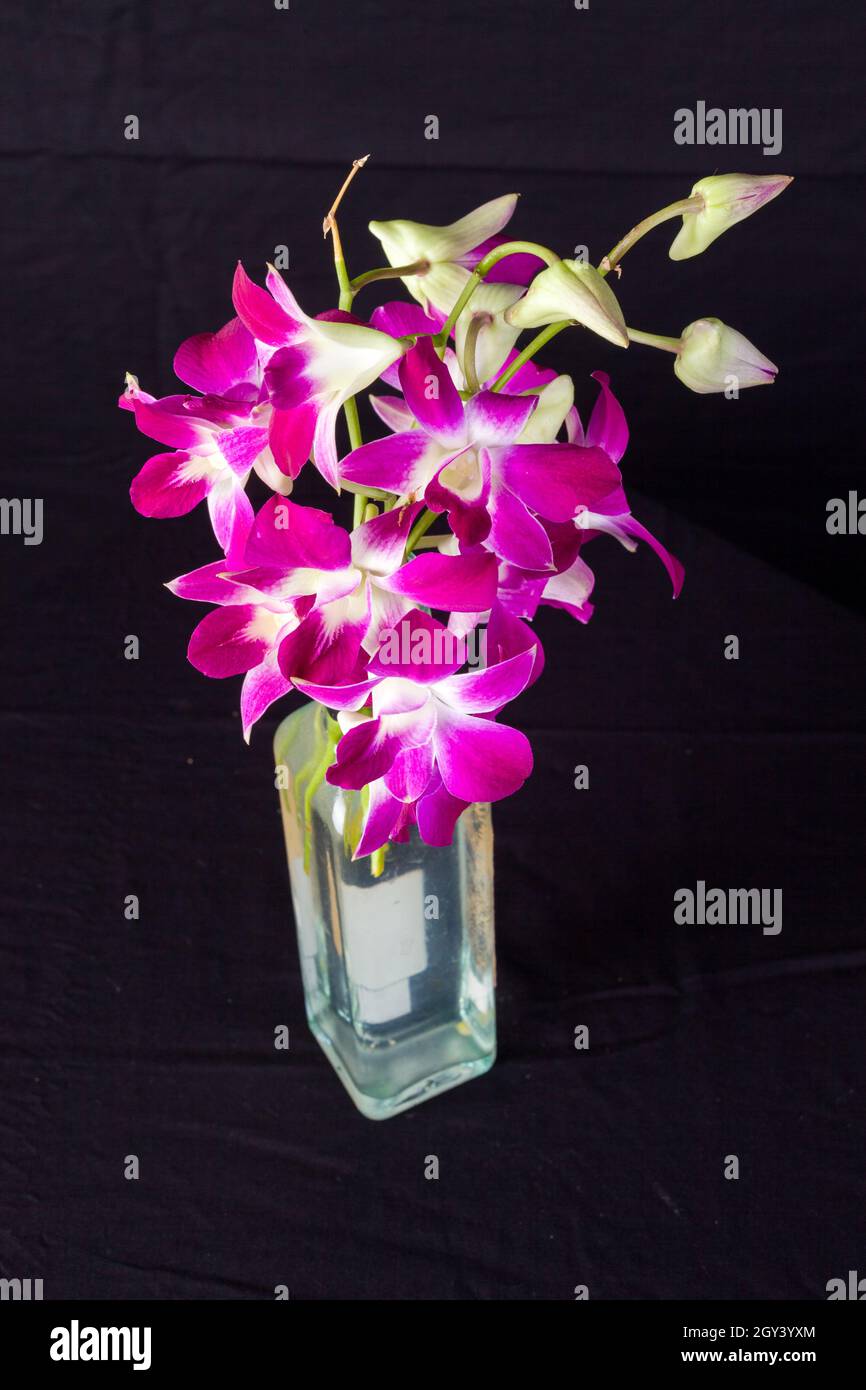 Dendrobiums or dendrobium orchids are one of the most popular orchid types among home growers and orchid enthusiasts. Stock Photo